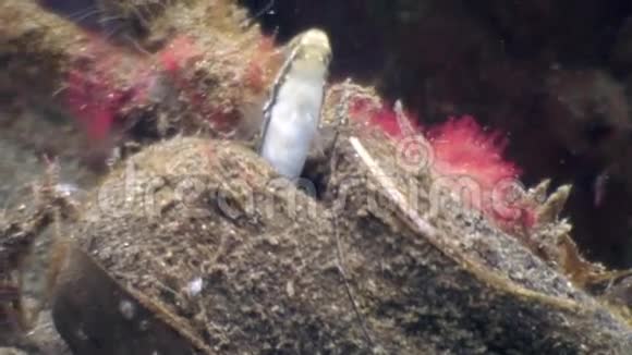 菲律宾野生动物海洋中隐藏着五颜六色的鱼视频的预览图