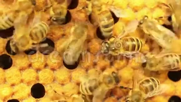 蜜蜂的特写镜头做F视频的预览图