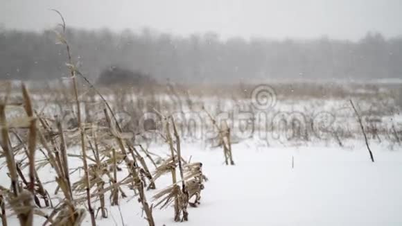 冬季玉米地降雪视频的预览图