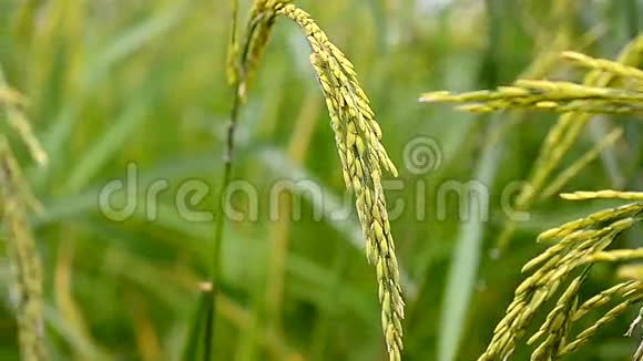 多利滑块拍摄泰国新鲜自然绿稻田视频的预览图
