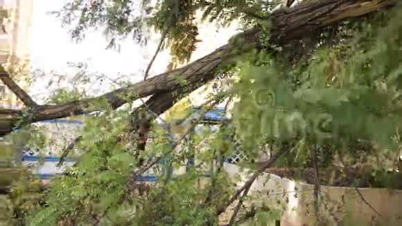 树倒在车上灾难大风视频的预览图