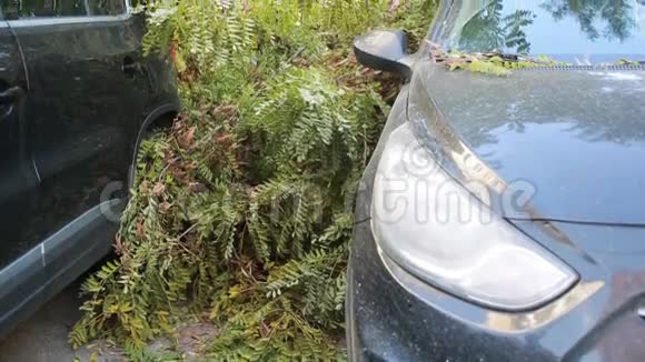树倒在车上灾难大风视频的预览图