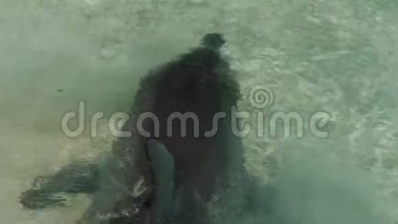 海底的海洋和海豚视频的预览图