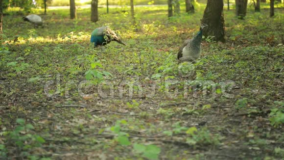 孔雀在公园里散步森林里的异国鸟动物世界视频的预览图
