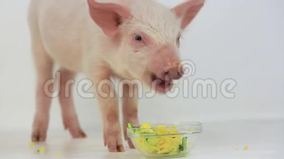 小猪吃南瓜视频的预览图