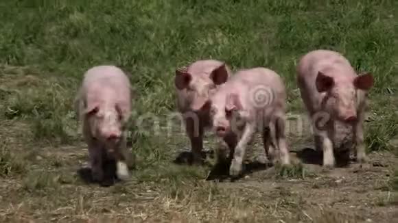 养猪场有很多猪视频的预览图