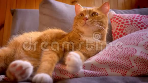 家中的红枕头上躺着一只睡意朦胧的小猫身上长着姜黄色绒毛令人满意又懒又好看视频的预览图