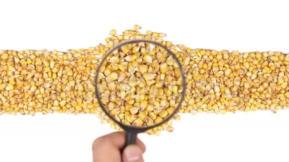 放大玻璃会增加玉米粒视频的预览图