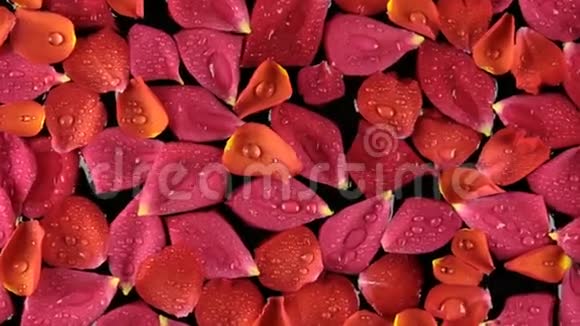 放大玫瑰花瓣水滴在水中很漂亮的背景视频的预览图