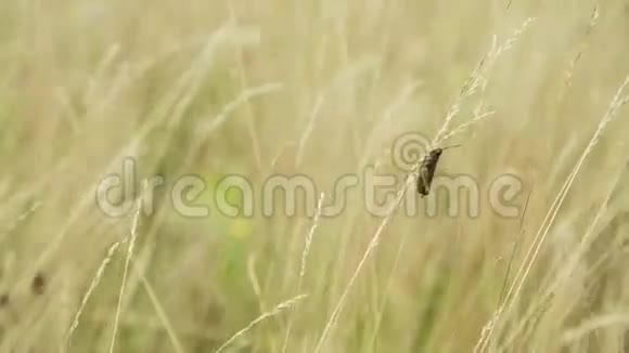 黑暗的蚱蜢坐在草地上视频的预览图
