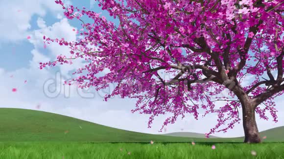 樱花和花瓣飘落三维动画视频的预览图