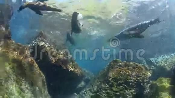 海狮在水下玩耍视频的预览图