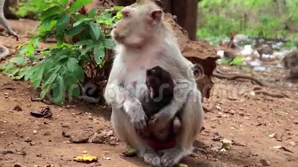 猴子和幼崽坐在地上吃水果视频的预览图