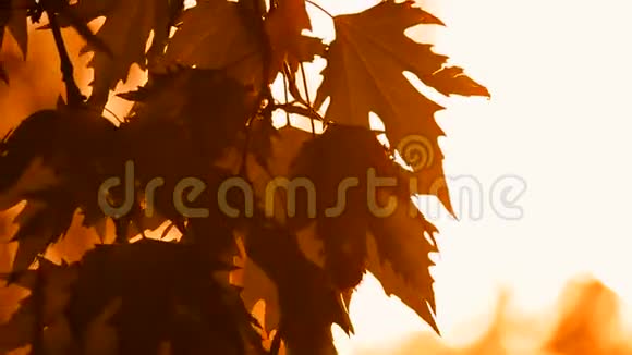 秋天的叶子苏卡莫视频的预览图