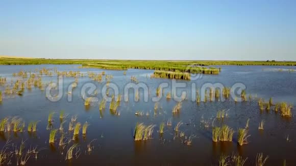 多瑙河三角洲无尽的水和芦苇视频的预览图