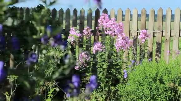 美丽的春天背景花园里开着粉红色的花视频的预览图