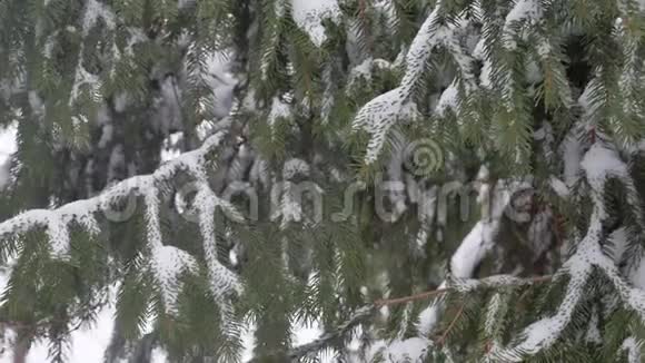 森林里雪地里的森林树木大自然的雪景视频的预览图