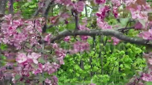 3照相机在阳光明媚的春天里沿着苹果树开出一朵朵红花视频的预览图