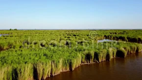 多瑙河三角洲无尽的水和芦苇视频的预览图
