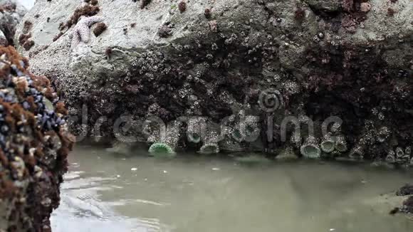 海浪汹涌的岩石太平洋加利福尼亚视频的预览图