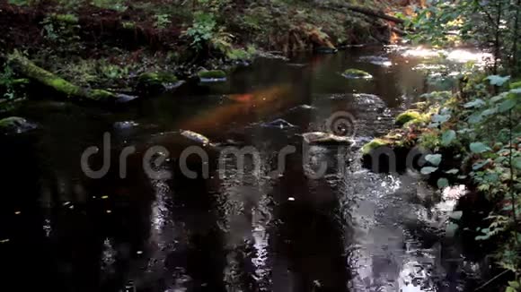 流动的溪流和一点阳光视频的预览图