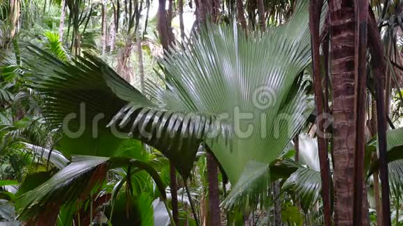 塞舌尔瓦莱德马伊的棕榈林视频的预览图