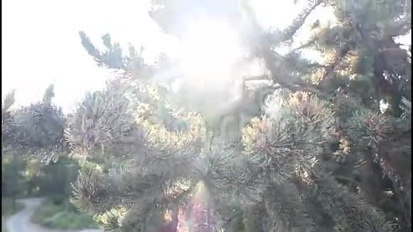 恰罗斯库罗圣诞树视频的预览图