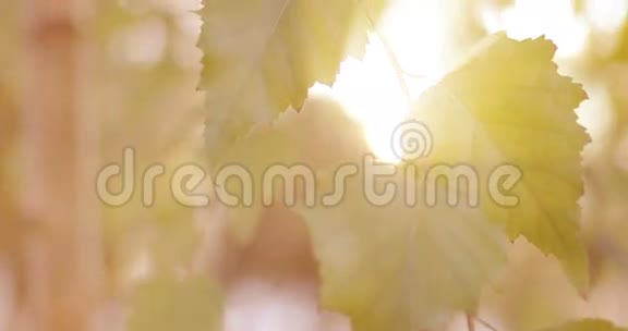 在阳光面前特写桦树叶子视频的预览图