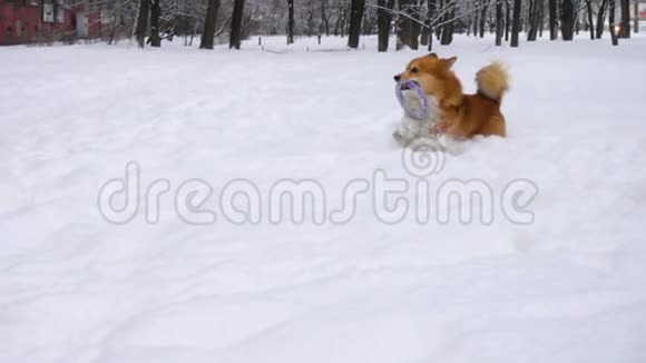 科吉在雪地上奔跑视频的预览图