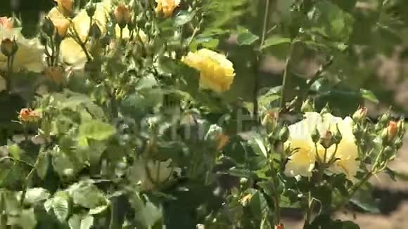 玫瑰花园里盛开的玫瑰视频的预览图