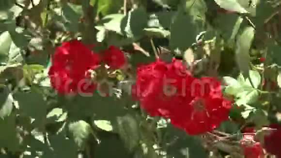 玫瑰花园里盛开的玫瑰视频的预览图