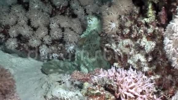 白色章鱼Aeginae伪装在沙底水下红海视频的预览图