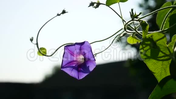一朵紫色的花在视频缠绕的细茎上视频的预览图