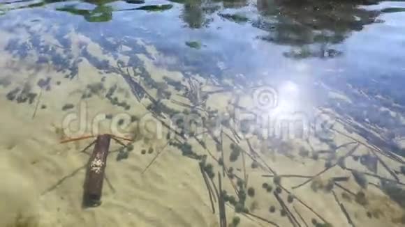 夏季湖底和阳光对清澈水的反射视频的预览图