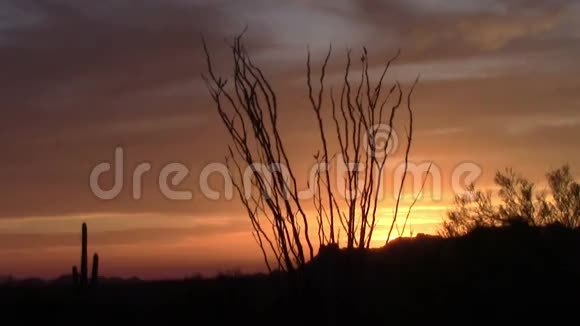 亚利桑那迷信山的奥科蒂略树日落视频的预览图