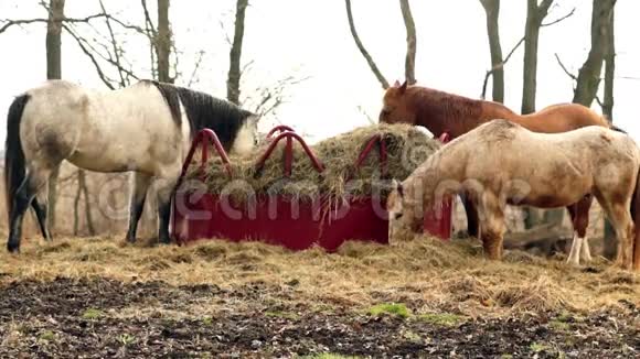 马在干草农场牧场饲养动物视频的预览图