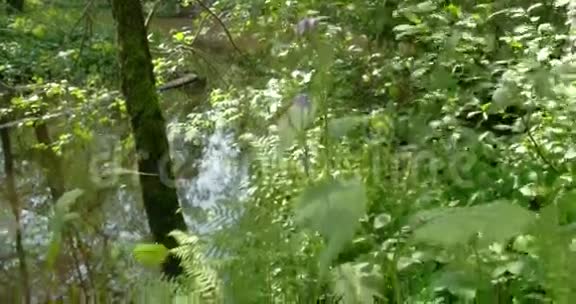 沼泽附近有很多草药视频的预览图