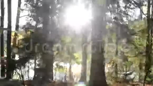 尽管树木高大阳光还是照进了森林视频的预览图