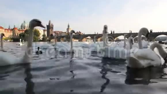 布拉格河伏尔塔瓦河和查尔斯桥的天鹅视频的预览图