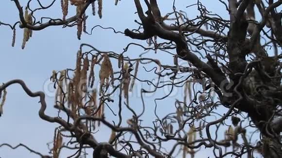 榛树软木螺丝灌木过敏植物春季视频的预览图
