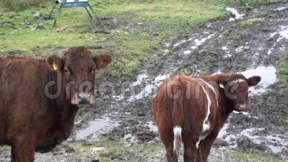 小牛和妈妈一起看镜头小牛吓了一跳视频的预览图