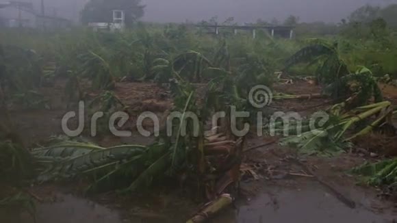 台风潘慢动作摧毁的香蕉树视频的预览图