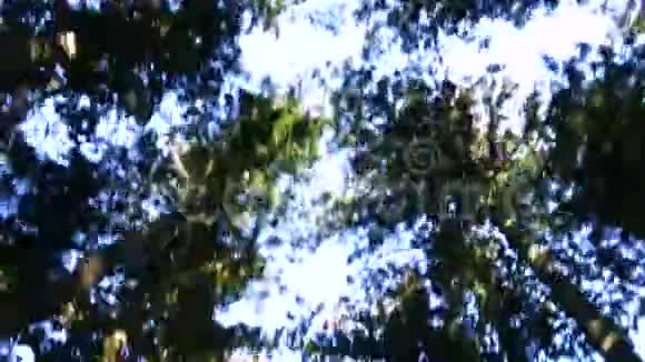 杉树雪松大道日兴杉树雪松大道视频的预览图