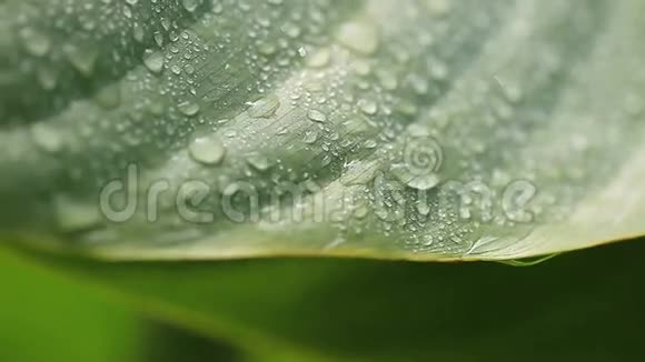 湿叶背景视频的预览图