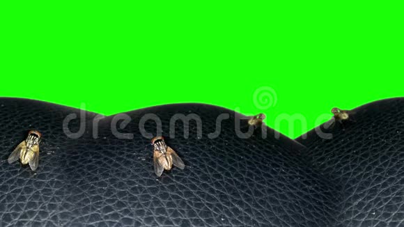 四飞黑色皮革与绿色背景无缝视频的预览图