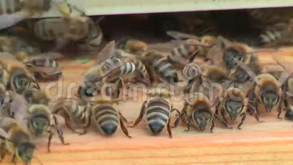 蜜蜂在蜂巢中的工作过程视频的预览图