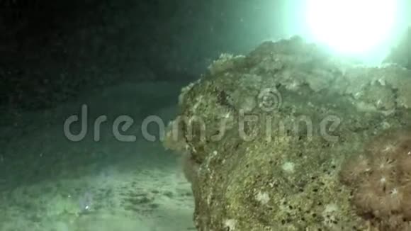 白色八爪蟾伪装在沙底水下红海视频的预览图