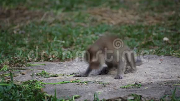 野生恒河猴在自然地坐着咀嚼环顾四周在地面上发现一些东西在高清视频的预览图