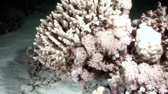 白色八爪蟾伪装在沙底水下红海视频的预览图