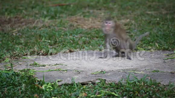 野生恒河猴在自然地坐着咀嚼环顾四周在地面上发现一些东西在高清视频的预览图